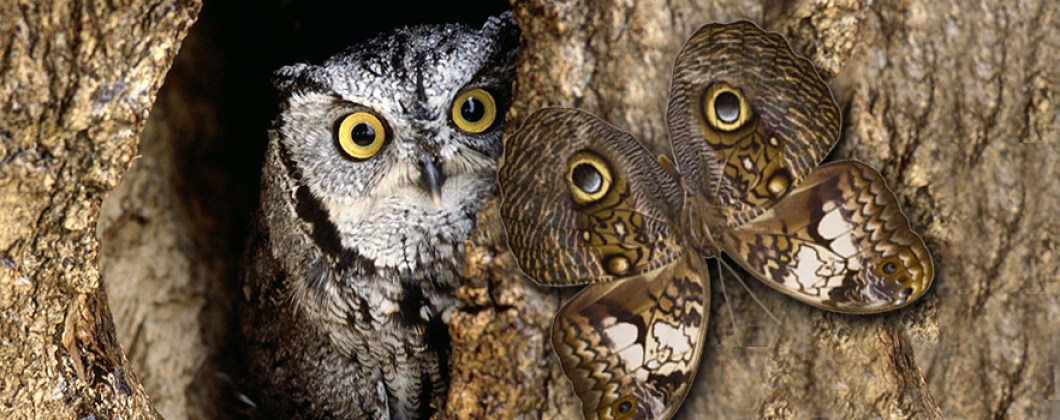 Kelebek-banner-1764x700