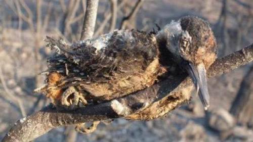 13439079_1049524508418800_878529534259230245_n